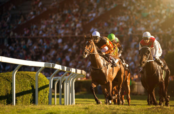 Cavalos em competição de hipismo.