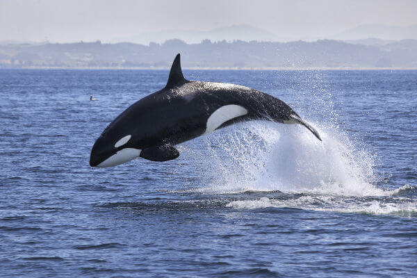 Orca, uma baleia não verdadeir, saltando acima da superfície do mar. 