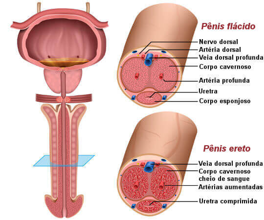Anatomia do pênis