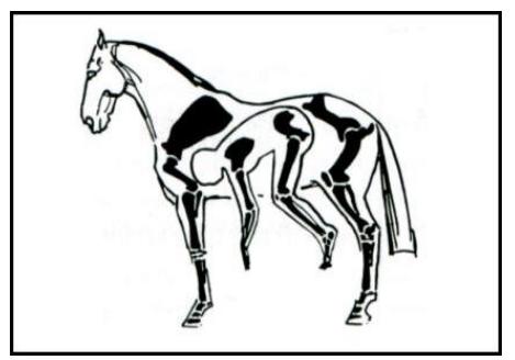 Resultado de imagem para DESENHO CARA CAVALO  Horse head drawing, Horse  outline, Abstract horse