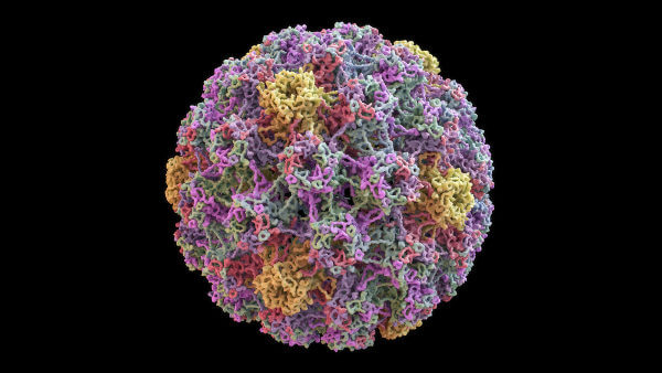 Vírus do HPV, que pode acometer o pênis.