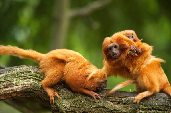 Espécies diversas da mata atlântica