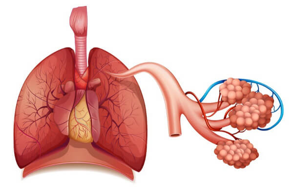 Representação do pulmão, órgão do sistema respiratório.