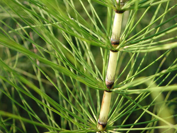 O Equisetum faz parte do filo Monilophyta.