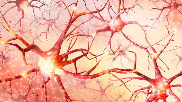 Neur&ocirc;nios, parte do sistema nervoso.