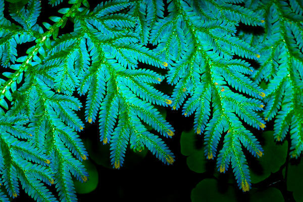 A Selaginella é um gênero de plantas do grupo das plantas vasculares sem sementes.
