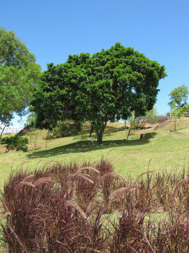 arvores-do-brasil-medio - Português