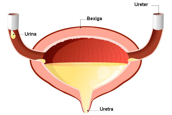 Ilustração da bexiga, um órgão do sistema urinário.