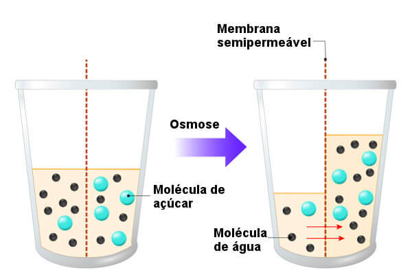 Observe que na osmose, a água segue do meio menos concentrado para o mais concentrado.