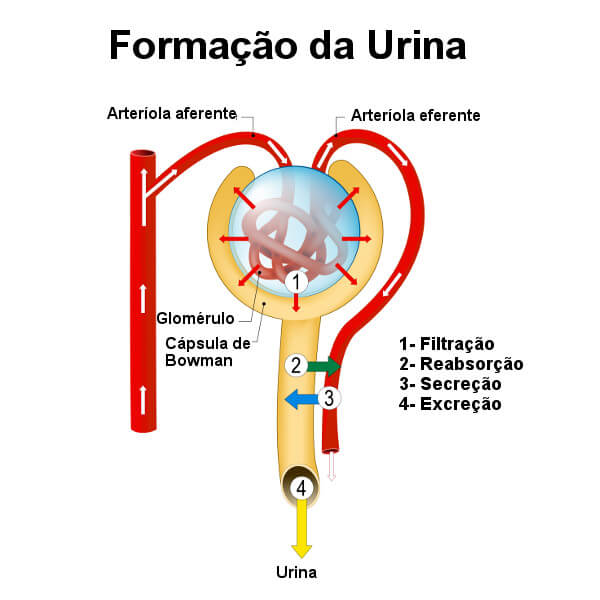Ilustração do processo de formação da urina.