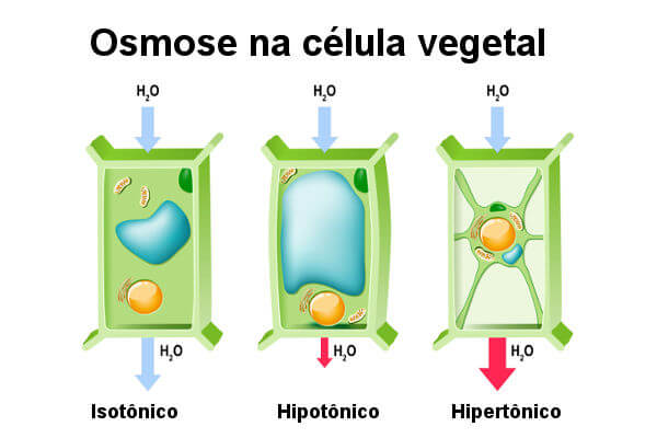 Veja o que ocorre com as células vegetais quando submetidas a diferentes soluções.