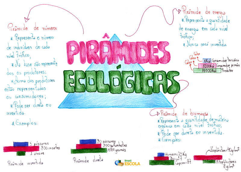 Mapa mental sobre pirâmides ecológicas.
