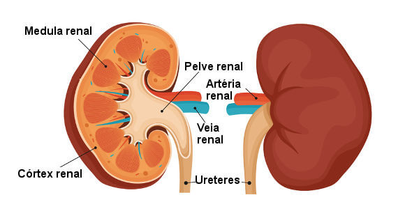 Ilustração das partes do rim, um importante órgão do sistema urinário.