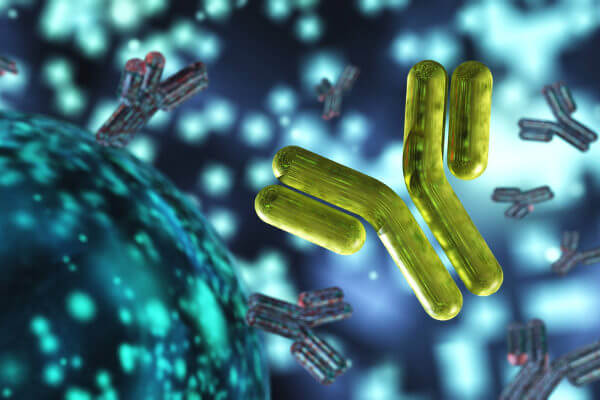 Os anticorpos atuam garantindo a destruição ou inativação de antígenos.