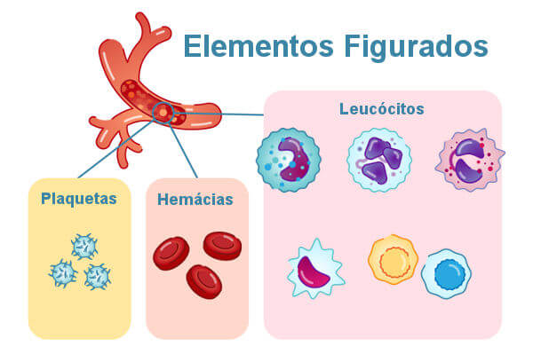 Os elementos figurados são as hemácias, os leucócitos e as plaquetas.