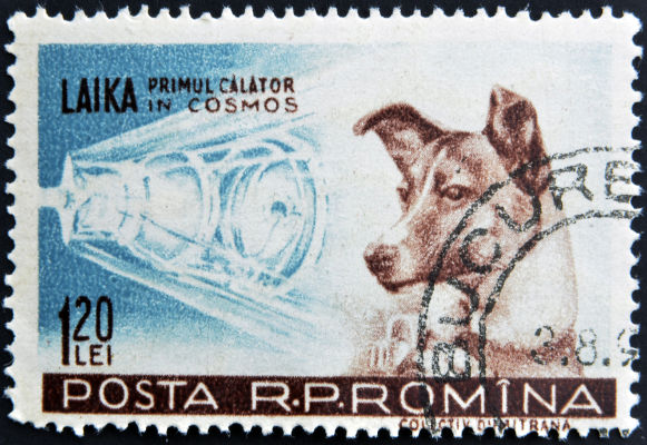 A cadela Laika foi o primeiro ser vivo a ser enviado ao espaço durante a missão do Sputnik 2.