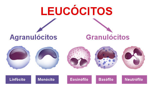 Existem diferentes tipos de leucócitos.