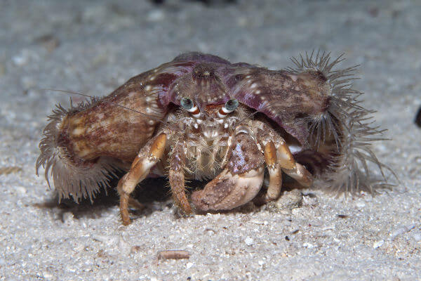 A anêmona é carregada pelo caranguejo, em uma interação benéfica para ambos.