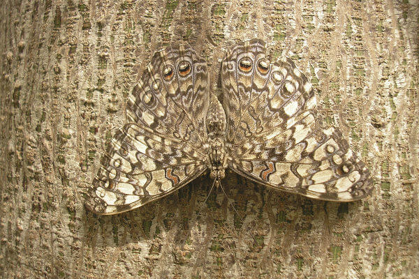 Observe como a coloração da borboleta confunde-se com o tronco.