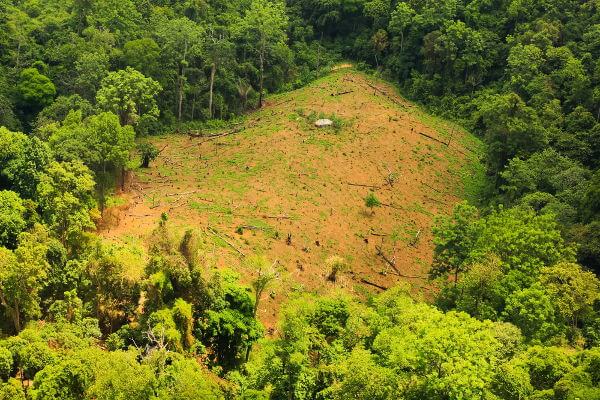 Vegetação crescendo em área desmatada em referência à sucessão ecológica.
