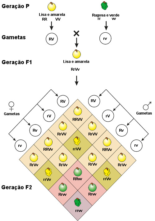 Os resultados do experimento que levaram à Segunda Lei de Mendel