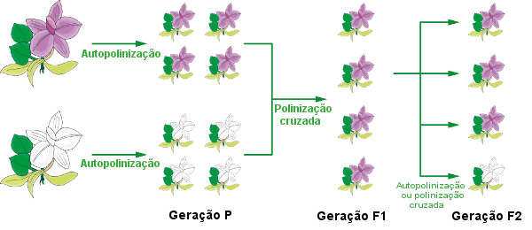 Figura exemplificando os resultados obtidos por Mendel em seu experimento.