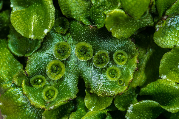As hepáticas fazem parte do filo Marchantiophyta.