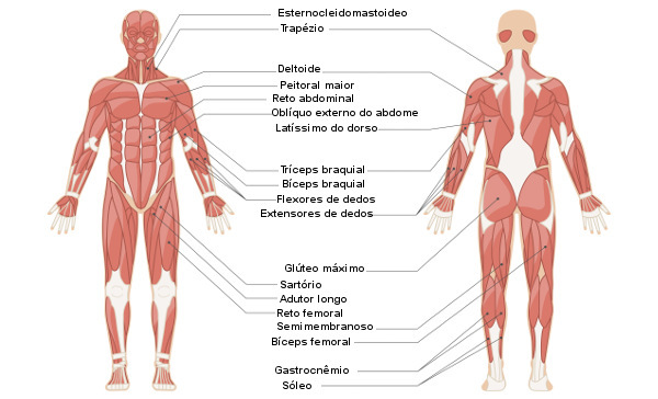 Ilustra&ccedil;&atilde;o do corpo humano com o nome dos m&uacute;sculos.
