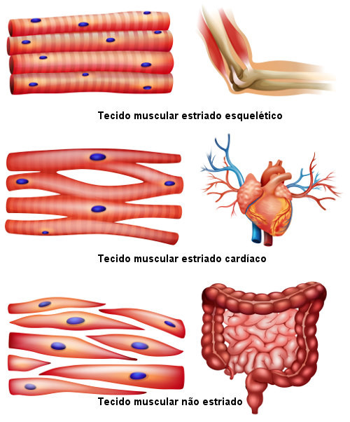 Esquema explicativo dos tipos de tecidos musculares.