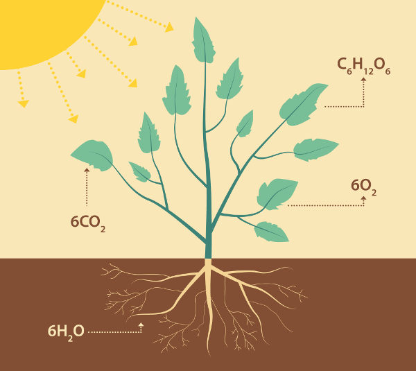 A fotossíntese é um dos temas abordados na fisiologia vegetal.