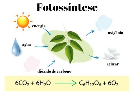A fotossíntese das plantas é o processo que conduz o carbono de sua forma inorgânica (CO2) para sua forma orgânica (glicose).