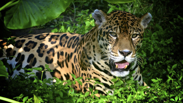 Onça-pintada, um dos animais da fauna da Amazônia.