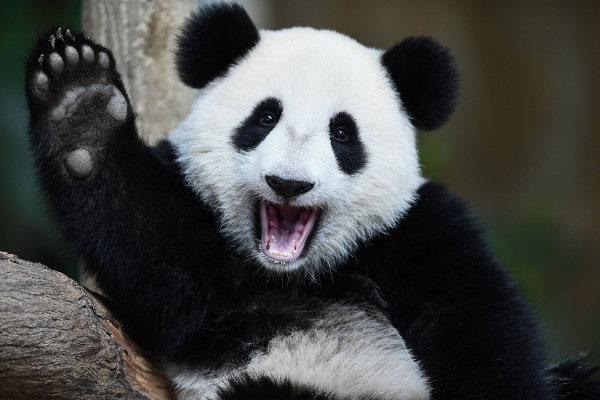 Os ursos pandas são animais atualmente classificados como vulneráveis.