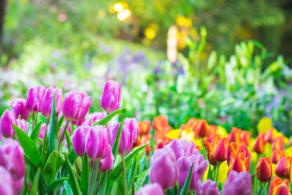 Tulipas coloridas em referência à primavera.