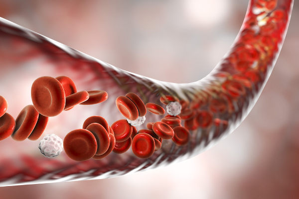 Na Fisiologia, estuda-se como o organismo funciona. A circulação sanguínea é um dos temas abordados nessa área.