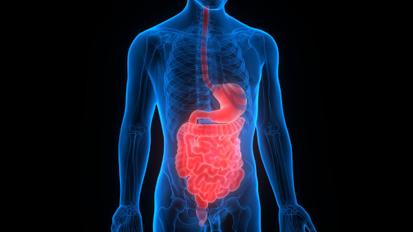 Na fisiologia humana, estuda-se o funcionamento do corpo humano.