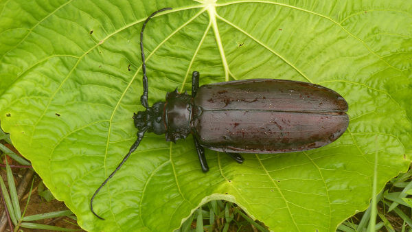 Titanus giganteus, uma das espécies da fauna da Amazônia