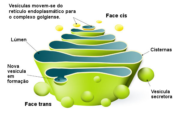 Cisternas que formam o complexo golgiense e a face cis e trans dessa organela.