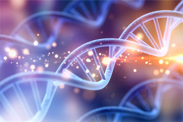 O gene é uma porção de DNA responsável pelas características hereditárias. As formas alternativas dos genes são os alelos, que podem ser dominantes ou recessivos.