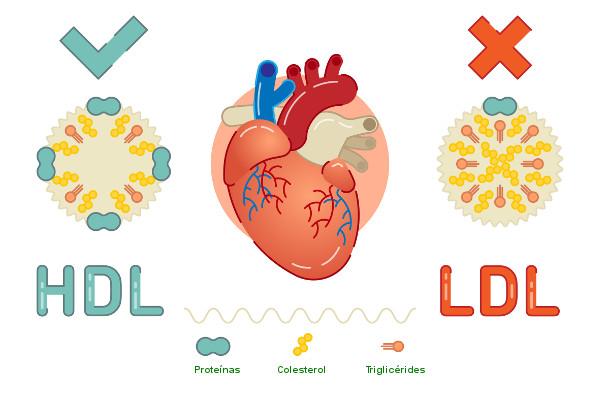 O aumento de LDL está relacionado ao risco de desenvolver-se doenças cardiovasculares, e o aumento do HDL, à proteção contra esse problema.