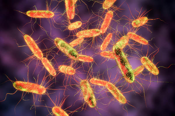 As bactérias do gênero Salmonella são bastonetes gram-negativos.