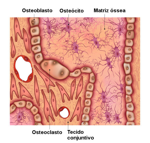 Observe os tipos celulares presentes nos ossos.