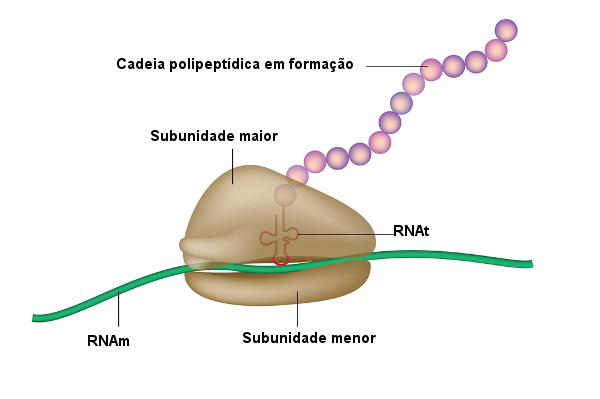 Ilustração dos ribossomos.