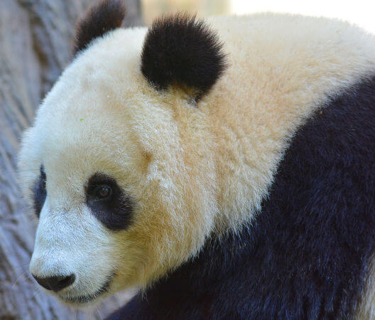 Urso panda, animal da fauna da China.