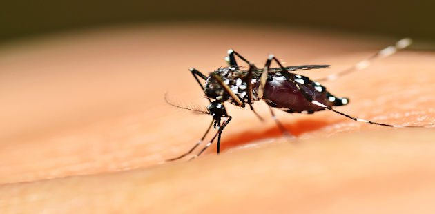 Mosquito Aedes
