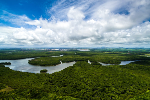 Imagem do céu e da Floresta Amazônica